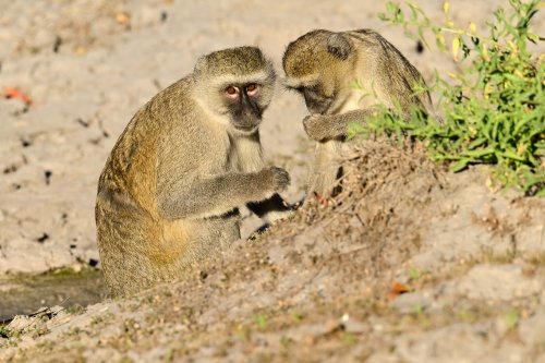 Moremi Game Reserve (Botswana) - Deux singes Vervet bleus près de Paradise Pool(VO-25-0944 C.jpg)